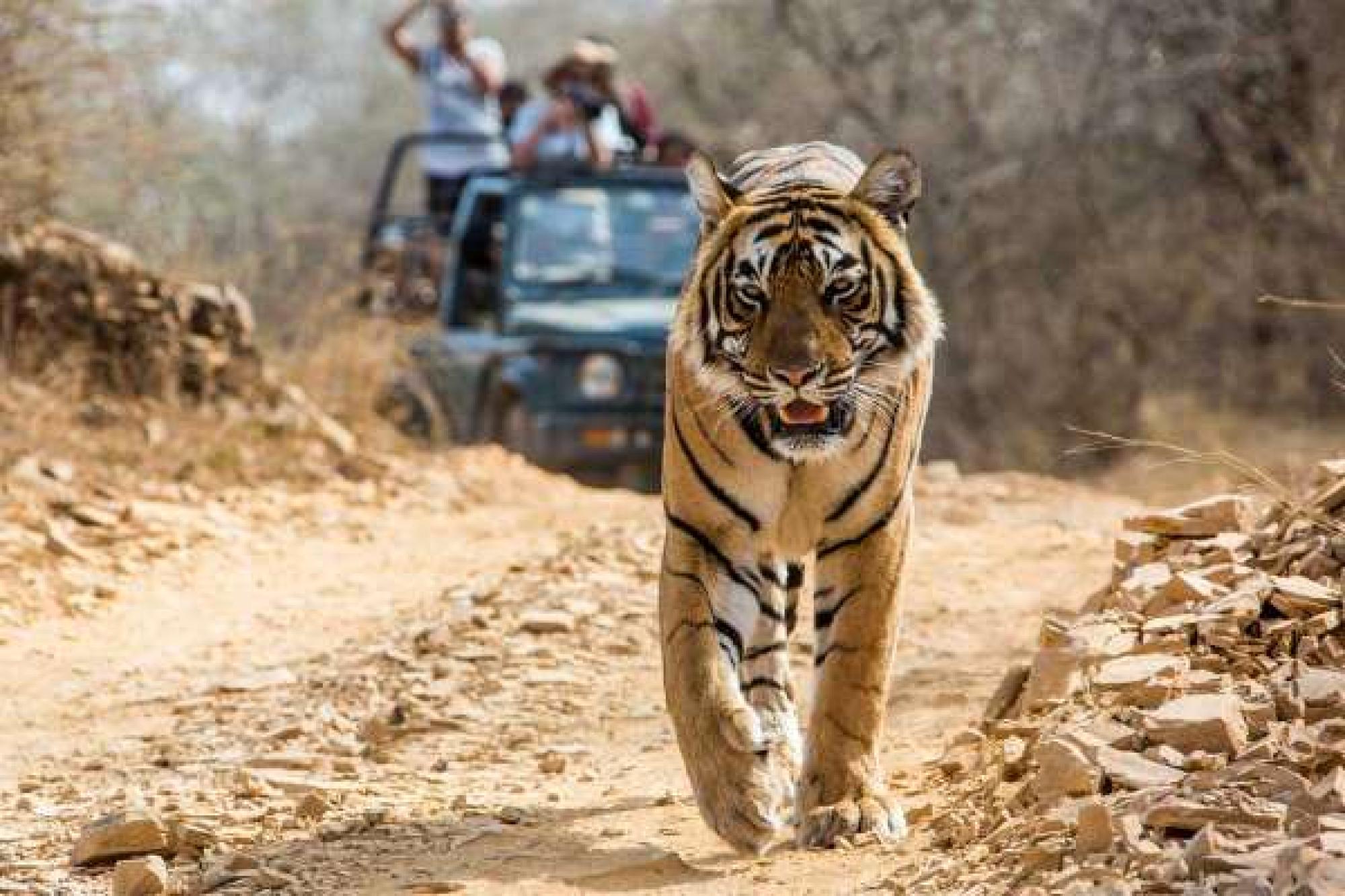 Golden Triangle with Kanha and Bandhavgarh